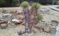 Yucca Thompsoniana - 10ks semien