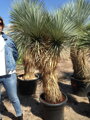 Yucca Thompsoniana - 10ks semien