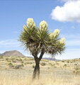 Yucca Thompsoniana - 10ks semien