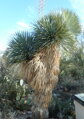 Yucca Thompsoniana - 10ks semien