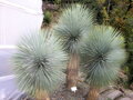 Yucca Thompsoniana - 10ks semien