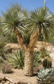 Yucca Thompsoniana - 10ks semien