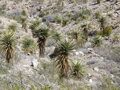 Yucca Torreyi - 10ks semien