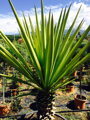 Yucca Torreyi - 10ks semien