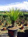 Yucca Torreyi - 10ks semien