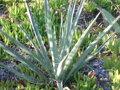 Yucca Torreyi - 10ks semien