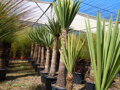Yucca Treculeana - 10ks semien
