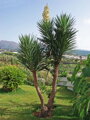 Yucca Treculeana - 10ks semien