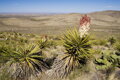 Yucca Treculeana - 10ks semien