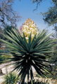 Yucca Treculeana - 10ks semien