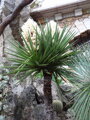 Yucca Treculeana - 10ks semien