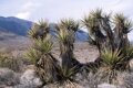 Yucca Treculeana - 10ks semien