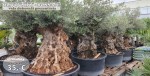 Olivovník bonsai - Vaša prezentácia