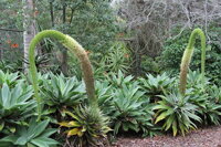 AGAVE ATENUATA