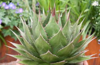 AGAVE MONTANA