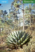 AGAVE MONTANA