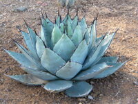 AGAVE NEOMEXICANA