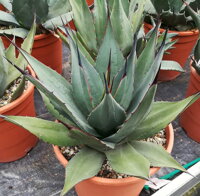 AGAVE NEOMEXICANA