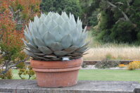 AGAVE PARRYI