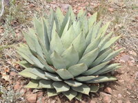 AGAVE PARRYI