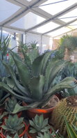 AGAVE SALMIANA FEROX
