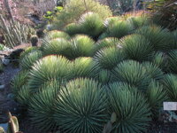 AGAVE STRICTA