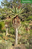 ALOE FEROX