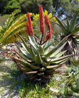 ALOE FEROX