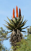 ALOE FEROX