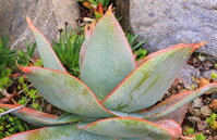 ALOE STRIATA