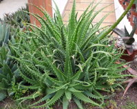 ALOE X SPINOSISSIMA