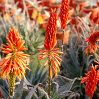 ALOE X SPINOSISSIMA