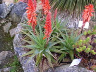 ALOE X SPINOSISSIMA