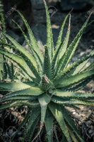 ALOE X SPINOSISSIMA