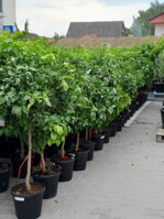 CITRUSY EXOTICKÁ ZÁHRADA KRBY TUMA