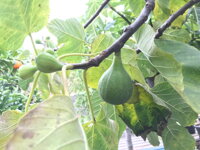 plod figovníka - figa