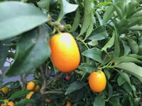 plody kumquat