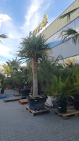 DRACENA DRACO EXEMPLÁR - autentická foto