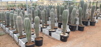 PACHYCEREUS PRINGLEI