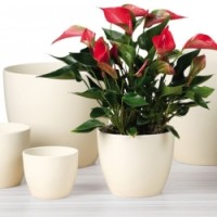 Predaj kvetináčov zo skla , porcelánu a keramiky.