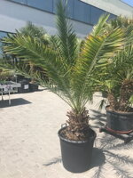 Veľký kontajner s palmou Phoenix canariensis Veľký kontajner s palmou Phoenix canariensis