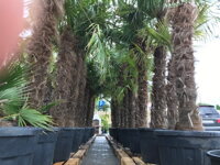 Veľké kontajnery a palmy Trachycarpus fortunei Veľké kontajnery a palmy Trachycarpus fortunei
