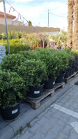 OLEA EUROPEA BOLA BAJA 80 cm