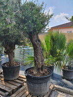 OLIVOVNÍK EURÓPSKY BONSAI 80 - 100 cm