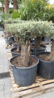 OLIVOVNÍK EURÓPSKY BONSAI DISCO 40-60