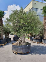 OLIVOVNÍK EURÓPSKY BONSAI LECHIN 120/250
