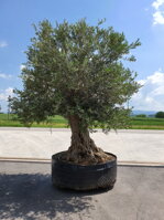 OLIVOVNÍK EURÓPSKY BONSAI LECHIN 120/250