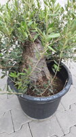 OLIVOVNÍK PREBONSAI LAOS 