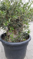 OLIVOVNÍK PREBONSAI LAOS 