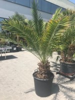 Palmy - centrum exotických rastlín Bánovce nad Bebravou